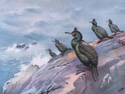 Shag or Green Cormorant by George Edward Lodge