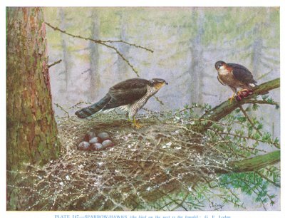 Sparrow Hawk, illustration from 