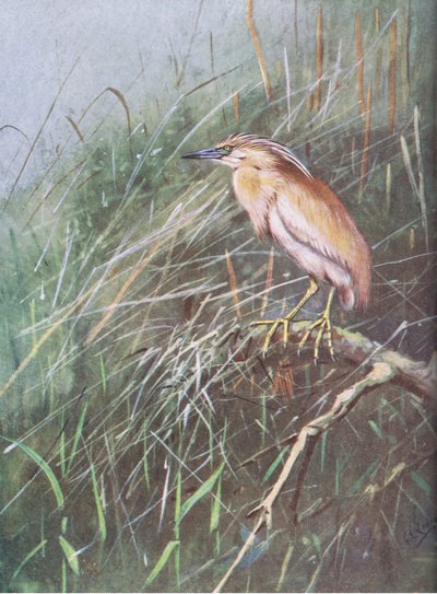 Squacco Heron by George Edward Lodge