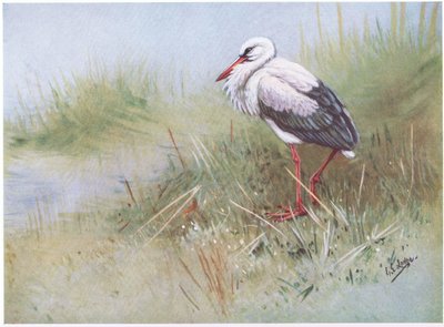 White Stork by George Edward Lodge
