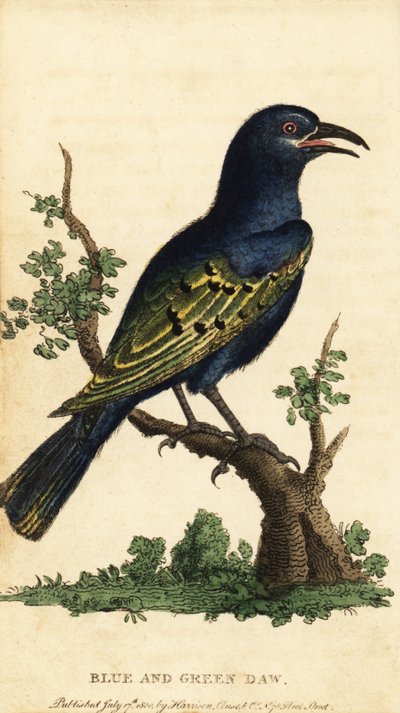 African Glossy Starling, Lamprotornis Species (engraving) by George Edwards