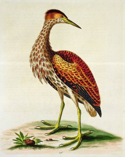 Bittern from Hudson