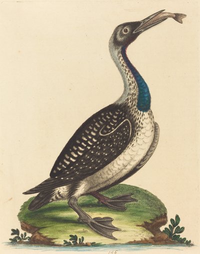 Black and White Water-Fowl with Blue Throat by George Edwards