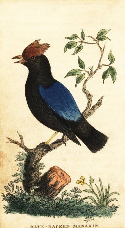 Blue-Backed Manakin, Chiroxiphia pareola (engraving) by George Edwards