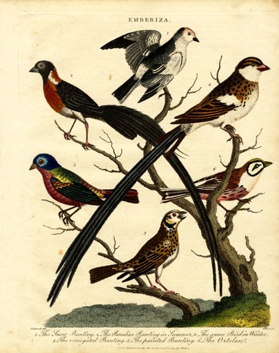 Buntings (Emberiza) by George Edwards