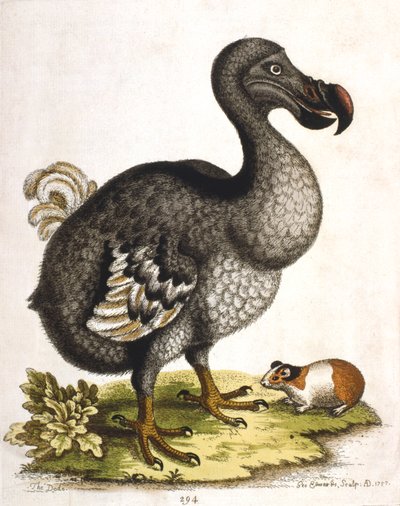 Dodo and Guinea Pig by George Edwards