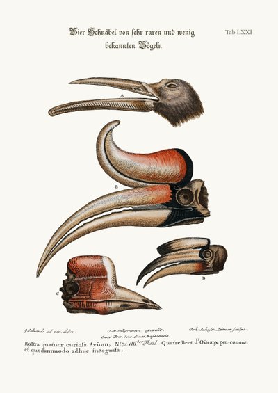 Four curious Beaks of Birds but little known, 1749-73 by George Edwards