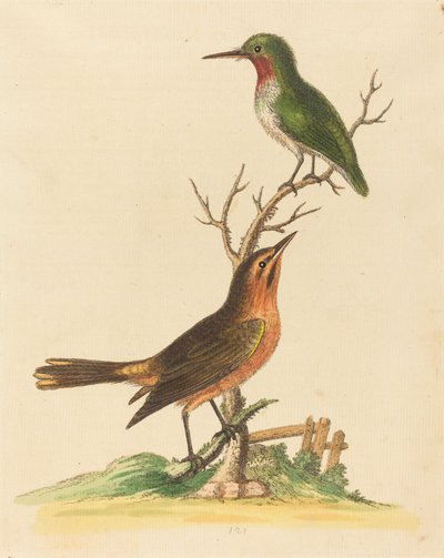 Green Bird with Red Throat and Brown and Orange Bird by George Edwards