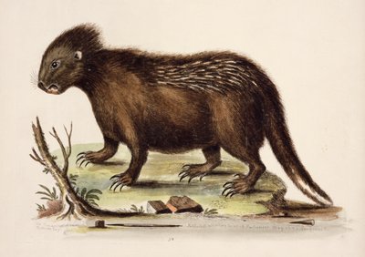 Hudson Bay Porcupine, 1742 by George Edwards
