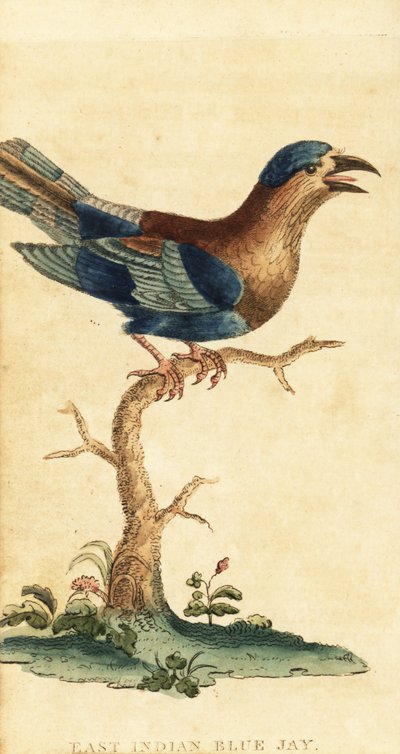 Indian Roller, Coracias benghalensis, 1800 (engraving) by George Edwards