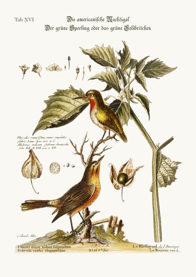 The American Nightingale. The Green Sparrow or Green Hummingbird by George Edwards
