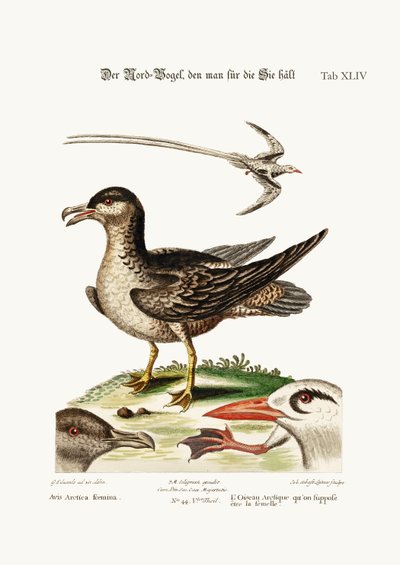 The Arctick Bird, supposed to be the Hen. The Tropick Bird by George Edwards