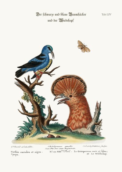 The Black and Blue Creeper, and the Hoopoe Hen, 1749-73 by George Edwards