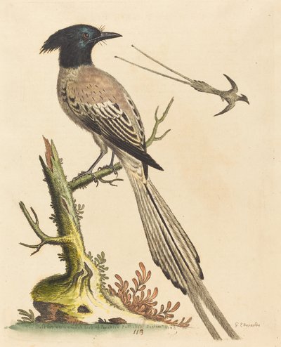The Black and White Crested Bird of Paradise by George Edwards