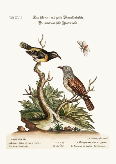The Black and Yellow Creeper. The American Hedge-Sparrow by George Edwards