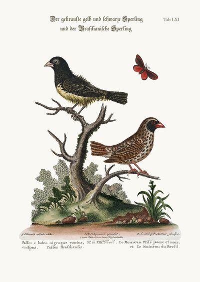 The Black and Yellow Frizled Sparrow, and the Brasilian Sparrow by George Edwards