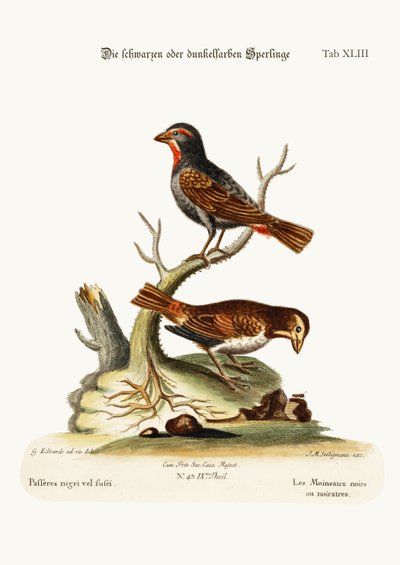 The Black or Dusky Sparrows, 1749-73 by George Edwards