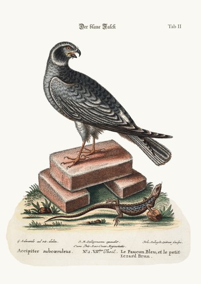 The Blue Hawk and the Little Brown Lizard, 1749-73 by George Edwards