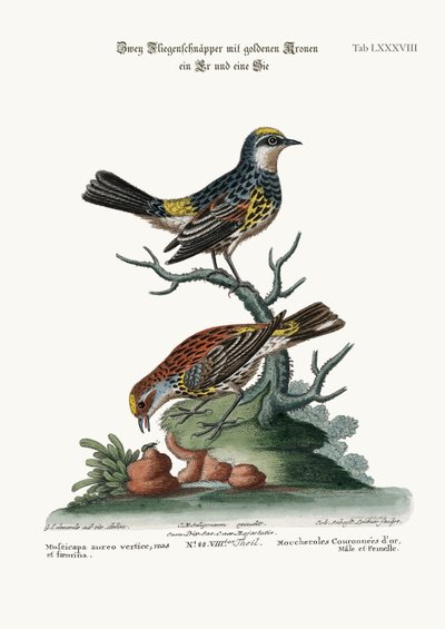 The Golden-crowned Flycatchers, Cock and Hen by George Edwards