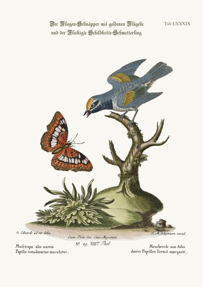 The Golden-Winged Flycatcher and the Spotted Tortoise Butterfly by George Edwards