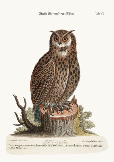The Great Horned Owl from Athens by George Edwards