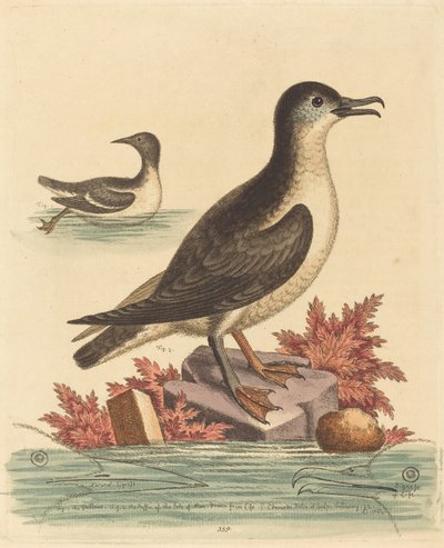 The Guillemot and the Puffin of the Isle of Man by George Edwards