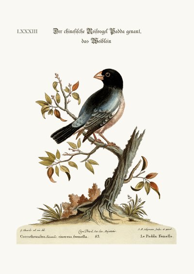 The Hen Padda or Rice-Bird by George Edwards