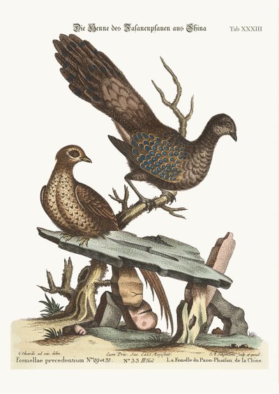 The Hen Peacock Pheasant from China, 1749-73 by George Edwards