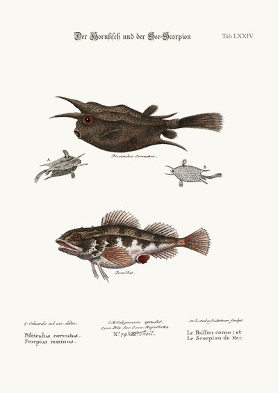 The Horned Fish, and the Sea Scorpion, 1749-73 by George Edwards