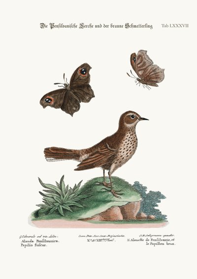 The Lark from Pensilvania, and the Brown Butterfly by George Edwards