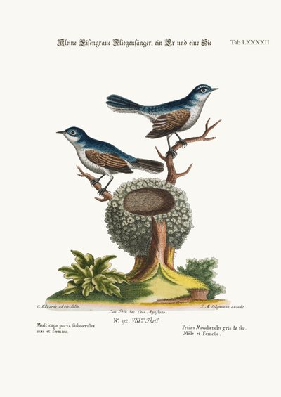 The Little Blue-grey Flycatchers, Cock and Hen (1749-73) by George Edwards