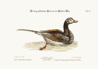 The Long-tailed Duck from Hudson