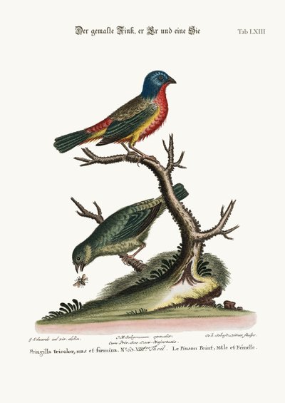 The Painted Finch, Cock and Hen by George Edwards