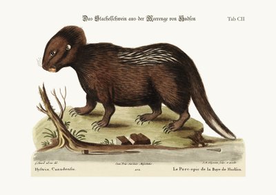 The Porcupine from Hudson