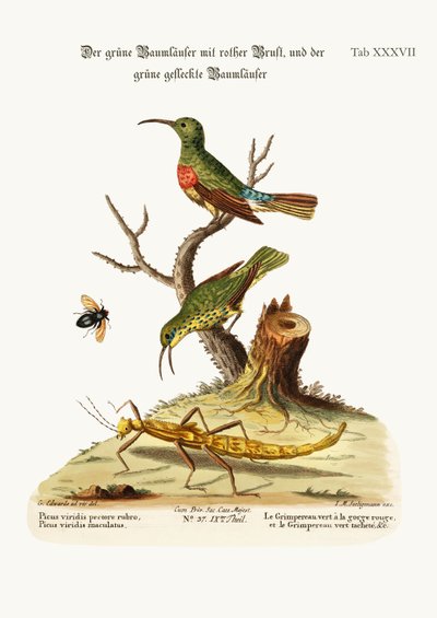 The Red-breasted Green Creeper, and the Spotted Green Creeper, 1749-73 by George Edwards