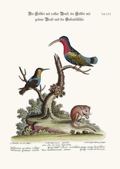 The Red-breasted Hummingbird, the Green-throated Hummingbird, and the Dormouse, 1749-73 by George Edwards