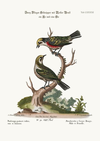The Red-throated Flycatchers, Cock and Hen, 1749-73 by George Edwards