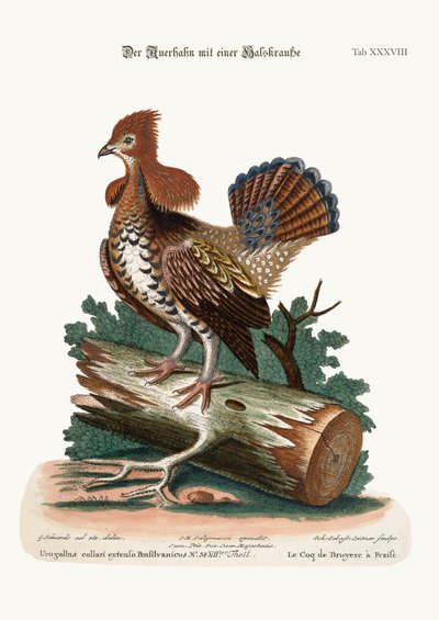 The Ruffed Heath-Cock or Grouse, 1749-73 by George Edwards
