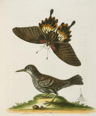 The Wallcreeper of Surinam by George Edwards