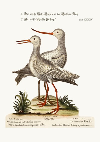 The White Godwit from Hudson