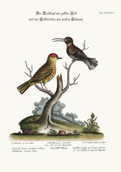 The Yellow Red-Pole and the White-tailed Hummingbird by George Edwards