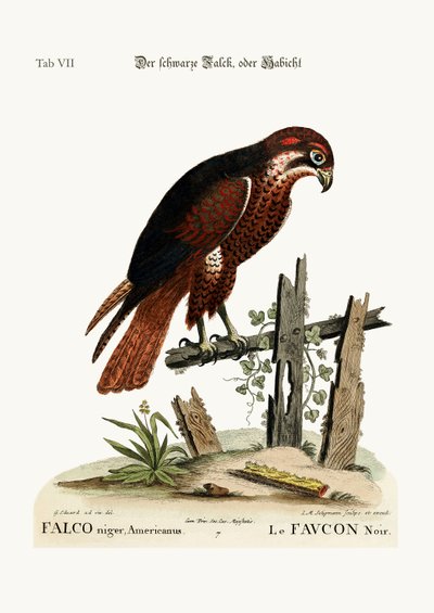 The black Hawk or Falcon, 1749-73 by George Edwards