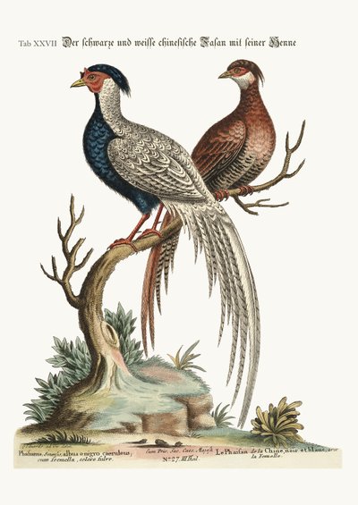 The Black and White Chinese Cock Pheasant with Its Hen by George Edwards