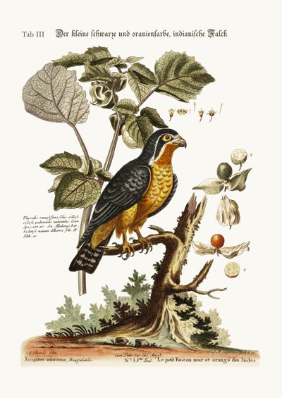 The little Black and Orange-coloured Indian Hawk by George Edwards