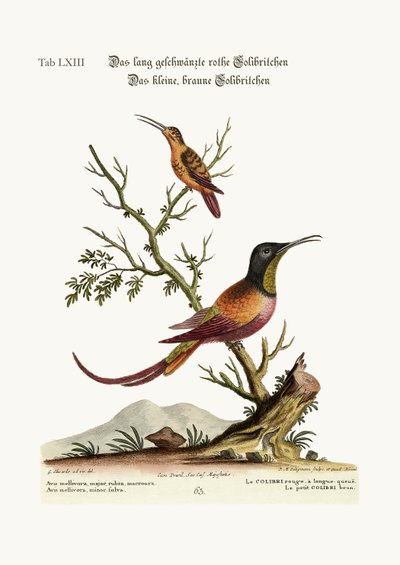 The Long-Tailed Red Hummingbird. The Little Brown Hummingbird, 1749-73 by George Edwards