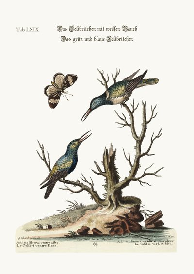 The white-bellied Hummingbird. The green and blue Hummingbird by George Edwards