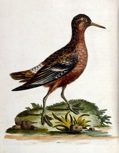 Watercolour Illustration from a Book of Rare Birds by G Edwards 1750 by George Edwards