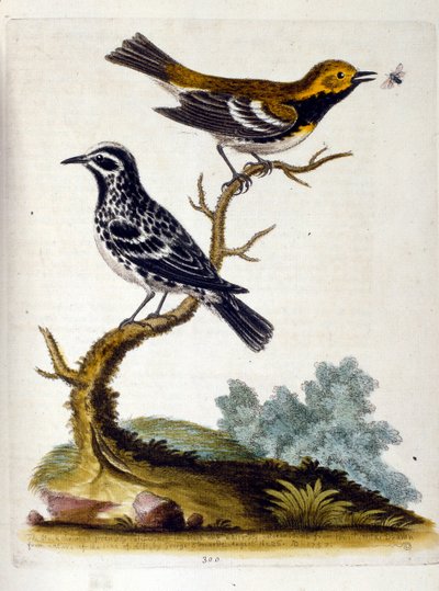 Watercolour illustration from a book of rare birds by G Edwards 1750 by George Edwards