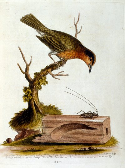 Watercolour illustration from a book of rare birds by G Edwards 1750 by George Edwards