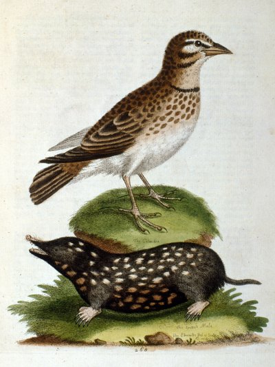 Watercolour illustration from a book of rare birds by G Edwards 1750 by George Edwards